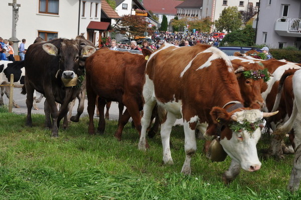 Mit Blumenkr�nzen geschm�ckte K�he in der Alemannischen Woche