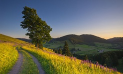 Abendstimmung auf dem Panoramaweg im Bernauer Hochtal. Foto: Michael Arndt