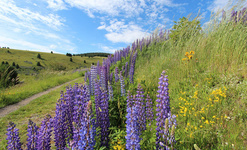 Lupinenblte am Panoramaweg. Foto: Franz-Josef Andorf