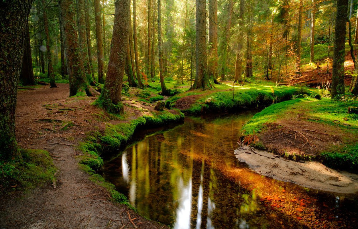 Stille Moorbche fliessen im Taubenmoos von Bernau. Auf dem Zauberwald-Pfad entdeckt man das verwunschene Naturschutzgebiet. Foto: Birgit-Cathrin Duval