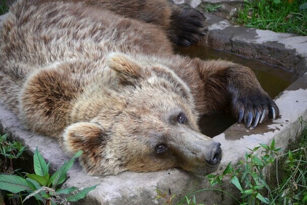Bildnachweis: Mit freundlicher Genehmigung des Alternativen Wolf- und Bärenpark Bildnachweis: Mit freundlicher Genehmigung des Alternativen Wolf- und Bärenpark