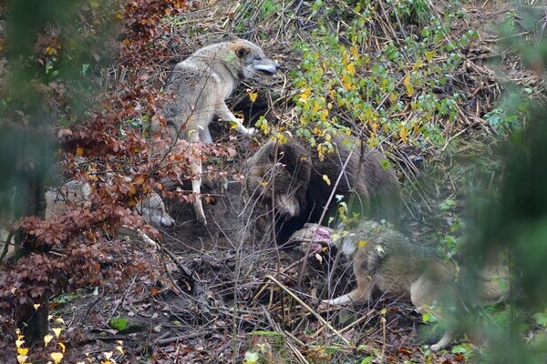 Bildnachweis: Mit freundlicher Genehmigung des Alternativen Wolf- und Bärenpark Bildnachweis: Mit freundlicher Genehmigung des Alternativen Wolf- und Bärenpark