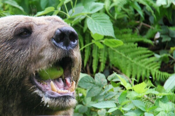 Bildnachweis: Mit freundlicher Genehmigung des Alternativen Wolf- und Bärenpark Bildnachweis: Mit freundlicher Genehmigung des Alternativen Wolf- und Bärenpark