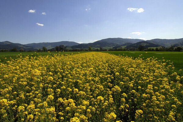 Rapsfeld im Frühling im Dreisamtal Bildnachweis: Tourist-Information Dreisamtal Rapsfeld im Frühling im Dreisamtal Bildnachweis: Tourist-Information Dreisamtal