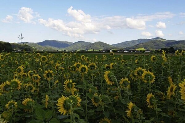 Sonnenblumen-Wiese im Dreisamtal Bildnachweis: Tourist-Information Dreisamtal Sonnenblumen-Wiese im Dreisamtal Bildnachweis: Tourist-Information Dreisamtal