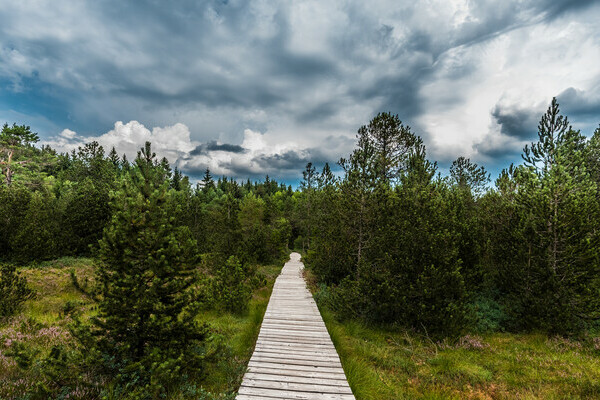 Tiefenh�usern Moor - Copyright: Klaus Hansen Bildnachweis: � Tourist-Information H�chenschwand, Fotograf Klaus Hansen