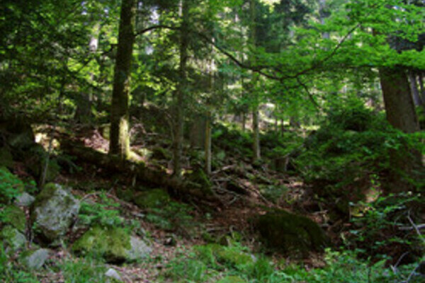 Großtannenweg Bildnachweis: Mit freundlicher Genehmigung der Gemeinde Seewald Großtannenweg Bildnachweis: Mit freundlicher Genehmigung der Gemeinde Seewald