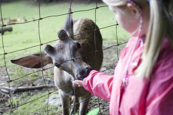 Wildgehege am Bergsee - Bad Säckingen Bildnachweis: Tourismus- und Kulturamt Bad Säckingen Wildgehege am Bergsee - Bad Säckingen Bildnachweis: Tourismus- und Kulturamt Bad Säckingen
