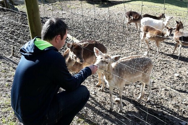 Wildgehege Zell Bildnachweis: Mit freundlicher Genehmigung des Zeller Bergland Tourismus e.V. Wildgehege Zell Bildnachweis: Mit freundlicher Genehmigung des Zeller Bergland Tourismus e.V.