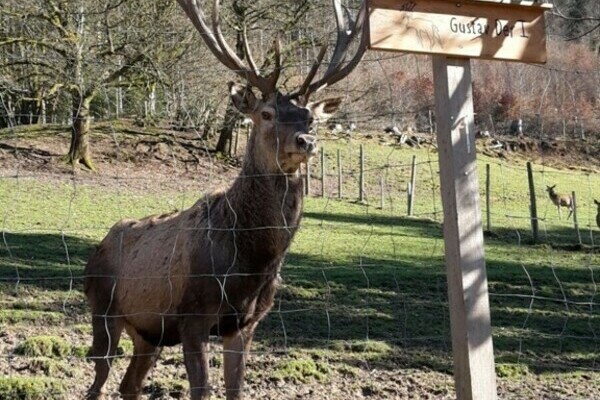 Wildgehege Zell Bildnachweis: Mit freundlicher Genehmigung des Zeller Bergland Tourismus e.V. Wildgehege Zell Bildnachweis: Mit freundlicher Genehmigung des Zeller Bergland Tourismus e.V.