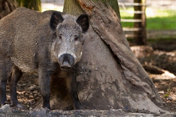 Bildnachweis: Mit freundlicher Genehmigung des Wildgeheges Waldshut Bildnachweis: Mit freundlicher Genehmigung des Wildgeheges Waldshut