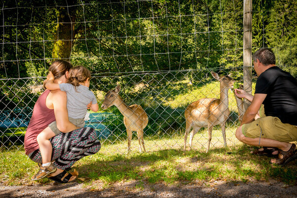 Wildgehege Salvest Bildnachweis: Wirtschaft und Tourismus Villingen-Schwenningen GmbH Wildgehege Salvest Bildnachweis: Wirtschaft und Tourismus Villingen-Schwenningen GmbH