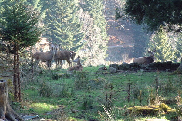Wildgehege Bermersbach Bildnachweis: Mit freundlicher Genehmigung der Gemeinde Forbach Wildgehege Bermersbach Bildnachweis: Mit freundlicher Genehmigung der Gemeinde Forbach