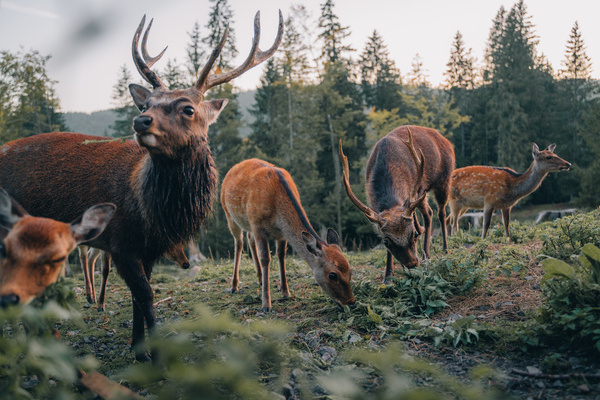 Hirsche im Wildgehege St. Blasien Bildnachweis: © Hochschwarzwald Tourismus GmbH Hirsche im Wildgehege St. Blasien Bildnachweis: © Hochschwarzwald Tourismus GmbH