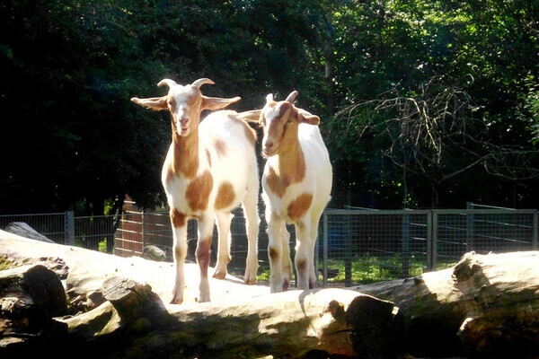 Bildnachweis: Mit freundlicher Genehmigung des Streichelzoos Kappel Bildnachweis: Mit freundlicher Genehmigung des Streichelzoos Kappel