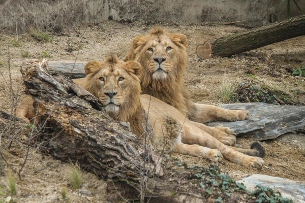 Bildnachweis: © Wilhelma Stuttgart Bildnachweis: © Wilhelma Stuttgart