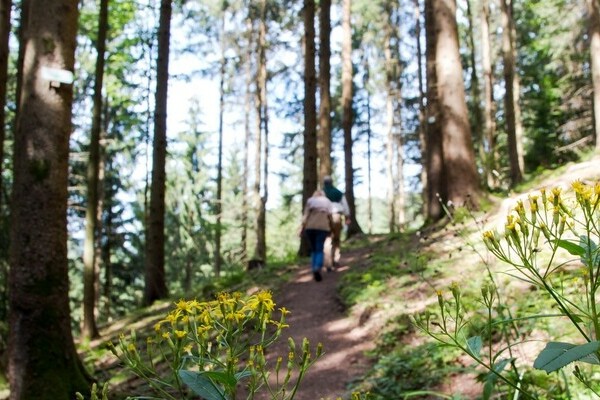 Wiesensteig Bad Peterstal-Griebach Bildnachweis: © Bad Peterstal-Griesbach Wiesensteig Bad Peterstal-Griebach Bildnachweis: © Bad Peterstal-Griesbach
