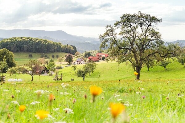 Wiesensteig Bad Peterstal-Griebach Bildnachweis: © Bad Peterstal-Griesbach Wiesensteig Bad Peterstal-Griebach Bildnachweis: © Bad Peterstal-Griesbach