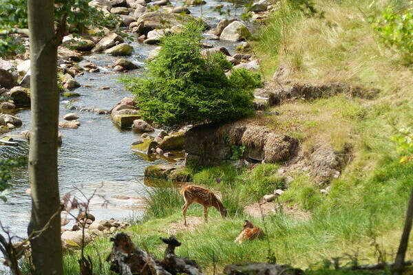 Wildgehege Tonbach Bildnachweis: Mit freundlicher Genehmigung von Baiersbronn Touristik Wildgehege Tonbach Bildnachweis: Mit freundlicher Genehmigung von Baiersbronn Touristik