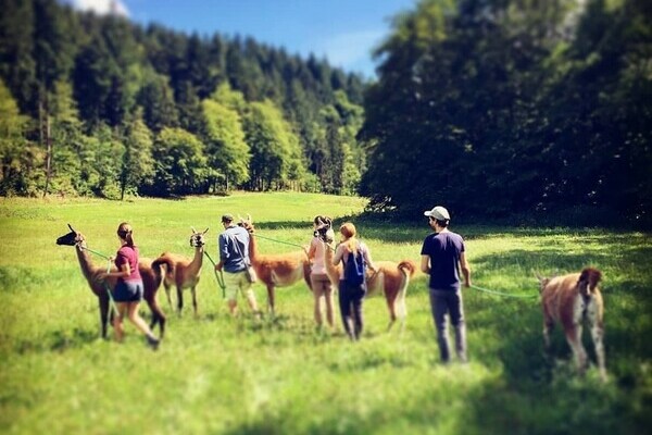 Bildnachweis: Mit freundlicher Genehmigung der Schauinsland Lamas Bildnachweis: Mit freundlicher Genehmigung der Schauinsland Lamas